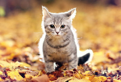 Herbst-Kätzchen