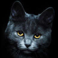 Katzenporträt