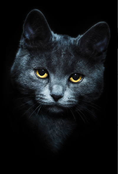 Katzenporträt