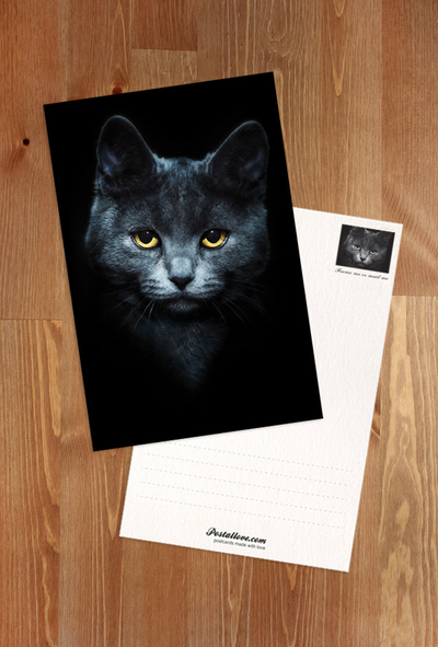 Katzenporträt