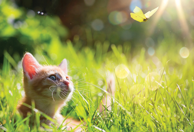 Katzenzitate mit Schmetterling