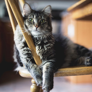 Katze liegt auf einem Stuhl