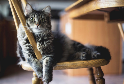 Katze liegt auf einem Stuhl