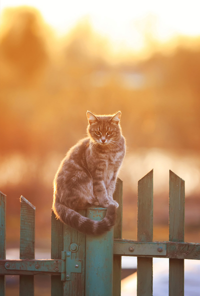Katze auf dem Zaun