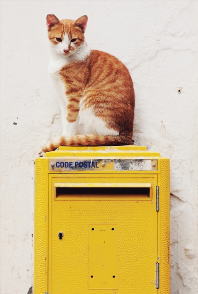 Katze & Briefkasten