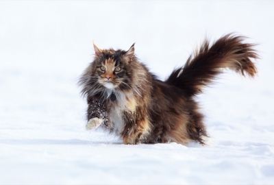 Katze im Schnee