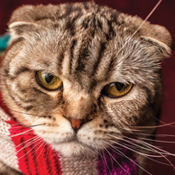 Katze im Halstuch
