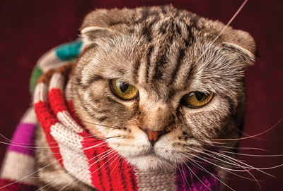Katze im Halstuch