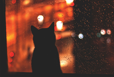 Monika Małek - Farben der Welt der Katze