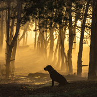 der im Wald sitzende Hund