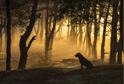 der im Wald sitzende Hund