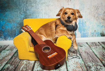 Hund mit Gitarre