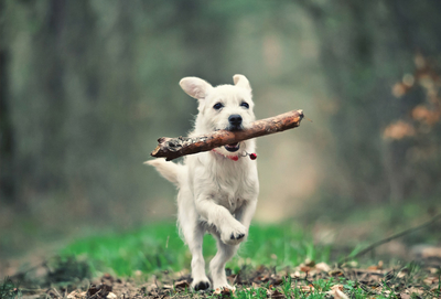 Hund mit Stock