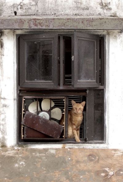 Rostrote Katze & Rost