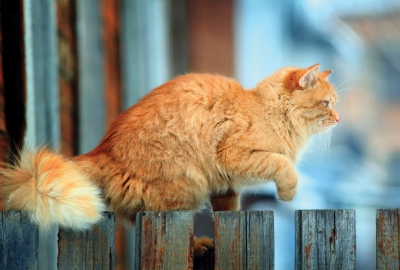 Rostrote Katze, die auf dem Zaun sitzt