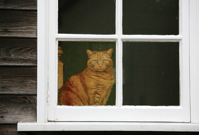Rostrotes Kätzchen im Fenster