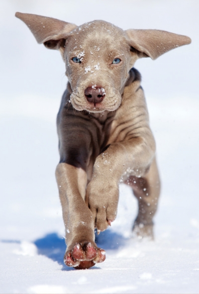Hündchen im Schnee