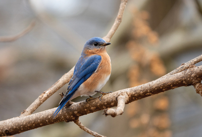 Rotkehlchen-Blaukehlchen