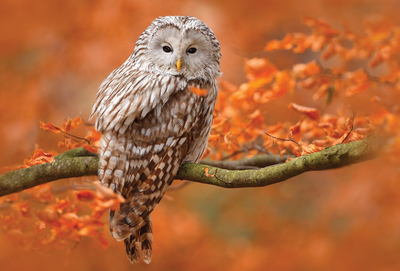 Herbst-Eule