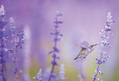 Kolibri