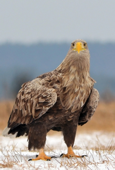 Seeadler