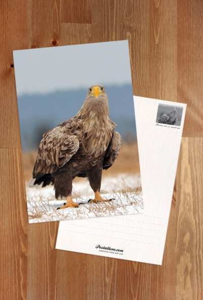 Seeadler