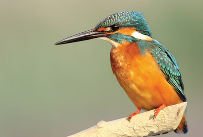 Eisvogel auf einem Ast