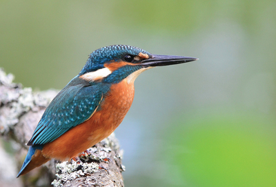 Eisvogel