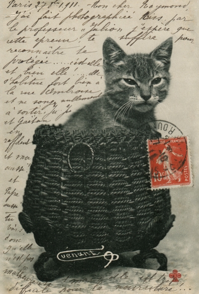 Katze im Korb