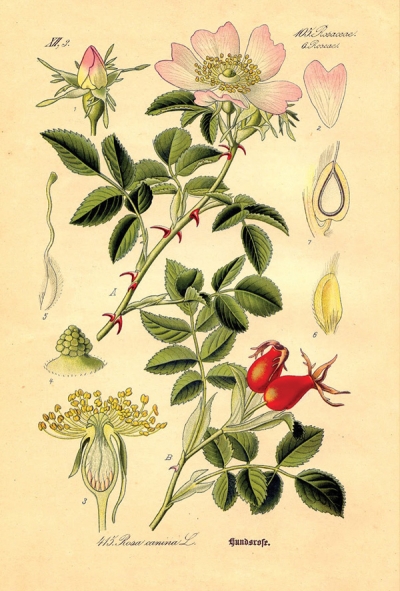 Botanische Illustration - Wildrose