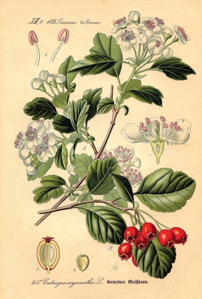 Botanische Illustration - Weißdorn