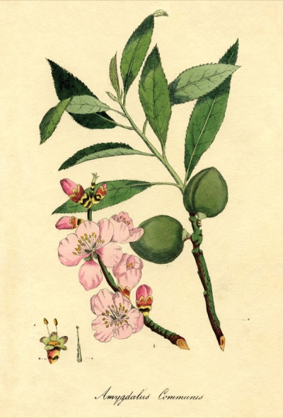 Botanische Illustration - Mandelbaum