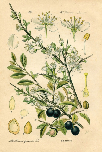 botanische Illustration - Schlehdorn