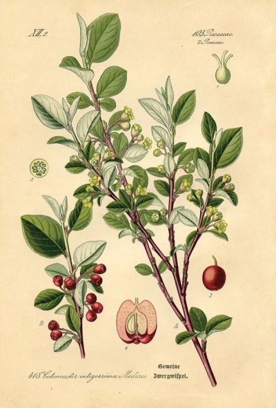 Botanische Illustration - Cotoneaster