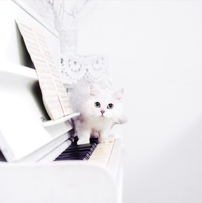 Weiße Katze auf dem Klavier