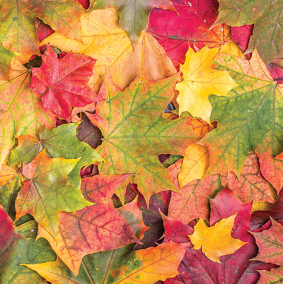 Herbstblätter