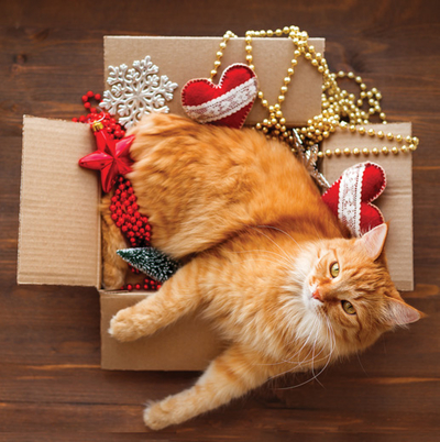 Katze in einer Schachtel mit Ornamenten