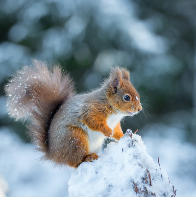 Winter-Eichhörnchen