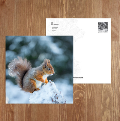 Winter-Eichhörnchen