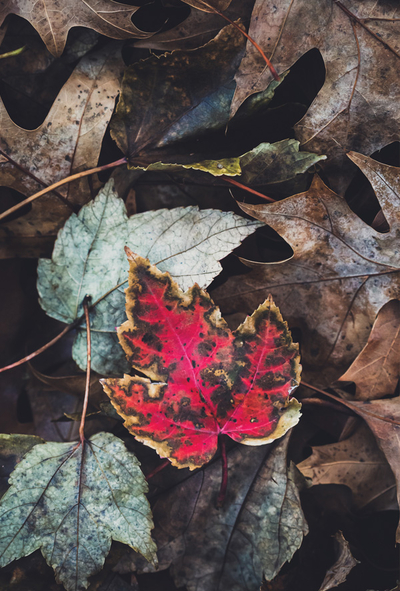Rotes Blatt
