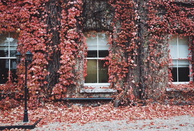 Herbst-Kamera