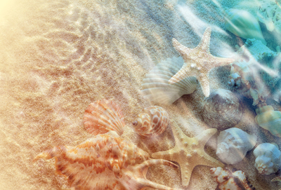 Muscheln im Wasser