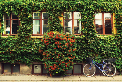 Blaues Fahrrad und Efeu