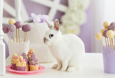 Weißes Kaninchen mit Napfkuchen und Lutschern