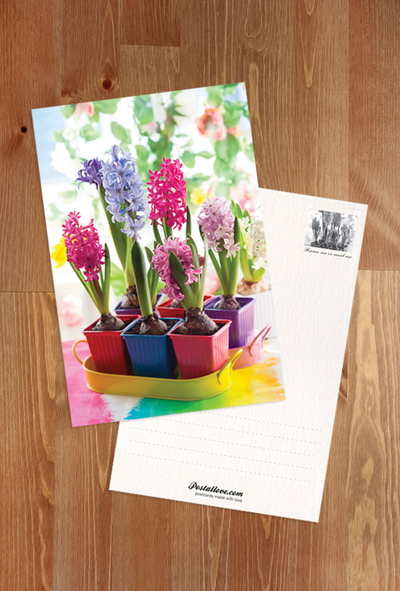 Bunte Hyazinthen