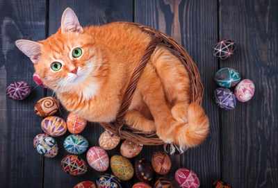 Rostrote Katze & Ostereier