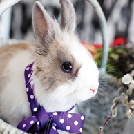 Osterhase in einer Schleife