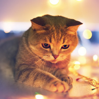 Katze und Weihnachtsbeleuchtung
