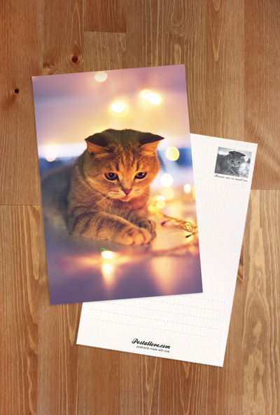 Katze und Weihnachtsbeleuchtung