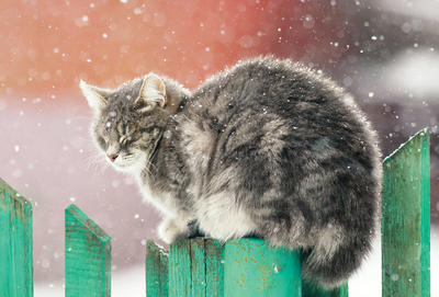 Katze auf grünem Zaun